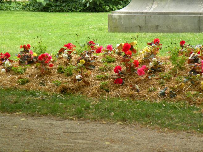  parterre de fleurs